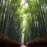 竹林