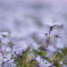 DSC059981