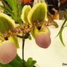 らん展3
