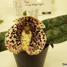 らん展5