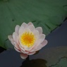 ピンク色の花弁