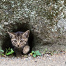 穴猫出動