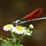 花と虫達　カワトンボ　Ⅱ