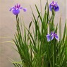 加茂荘　4