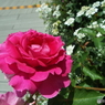 薔薇1