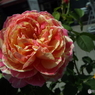 薔薇2