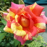 薔薇3