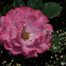 薔薇7