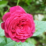 薔薇11