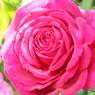薔薇12