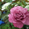 薔薇13