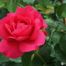 薔薇15