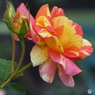 薔薇16