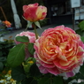 薔薇17