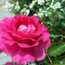 薔薇18