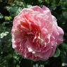 薔薇19