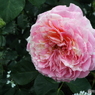薔薇20