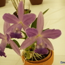 蘭展3