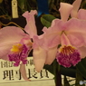 蘭展12