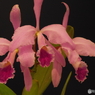 蘭展20