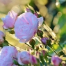 Rose Gartenより　愛を込めて・・・70