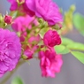 Rose Gartenより　愛を込めて・・・75