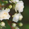 Rose Gartenより　愛を込めて・・・76