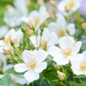 Rose Gartenより　愛を込めて・・・80