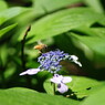 花と虫達　ミツバチ