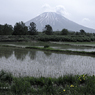 曇天の下で咲くたんぽぽと羊蹄山