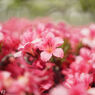 PO4-1M 35mm F2