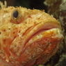 魚津水族館‐イズカサゴ