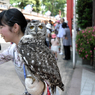 ふくろうに人気