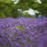 IMG_0349