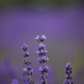 IMG_0395