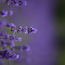 IMG_0401