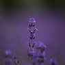 IMG_0402