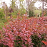 庭園２