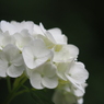 紫陽花