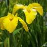 花菖蒲1