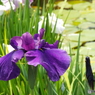 花菖蒲3