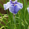 花菖蒲4
