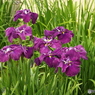 花菖蒲5