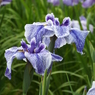 花菖蒲6