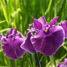 花菖蒲7