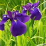花菖蒲8