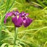 花菖蒲9