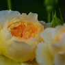 Rose Gartenより　愛を込めて・・・88