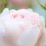 Rose Gartenより　愛を込めて・・・89