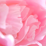 芍薬